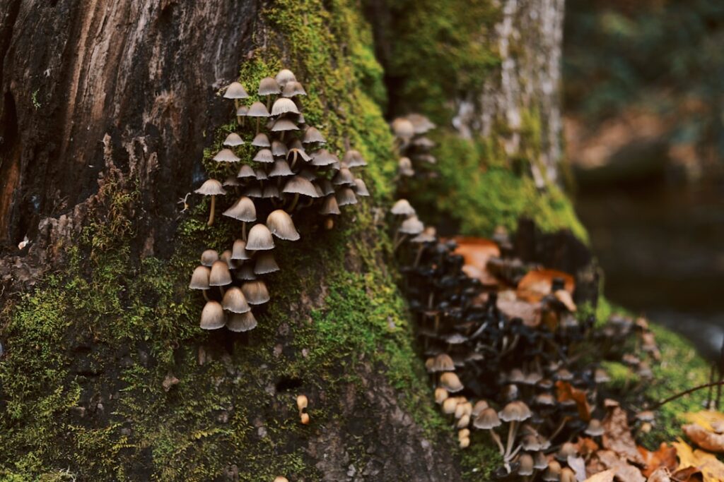 Photo Mushroom illustration